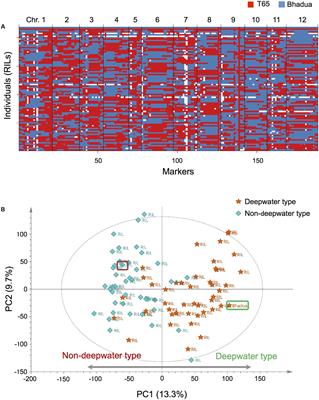 eQTLs Regulating Transcript Variations Associated with Rapid <mark class="highlighted">Internode</mark> Elongation in Deepwater Rice